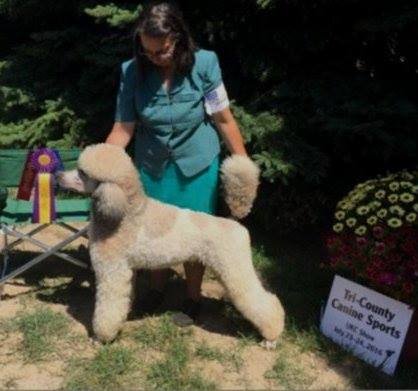 Ukc discount poodle standard